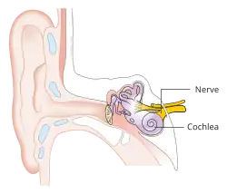 Lagebeziehungen von Außenohr, Mittelohr und Innenohr beim Menschen