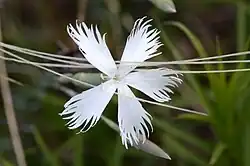 Hainburger Feder-Nelke