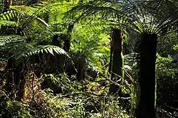Baumfarn im Mount-Field-Nationalpark, Tasmanien