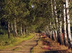Birkenallee im Naturschutzgebiet Forsthaus Prösa.