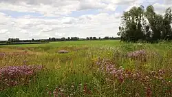 Blick von der Binnendüne im NSG „Auf dem Sand“ auf die Wiesen des NSG „Die kleine Qualle“ (2020)