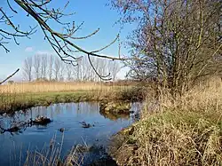 Der Dilsbach am Reinheimer Teich