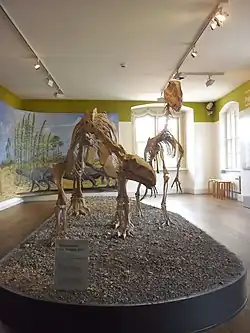 Zwei Dinosaurierskelette: links der Prosauropode Plateosaurus, rechts der Theropode Liliensternus.