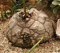 Dioscorea elephantipes