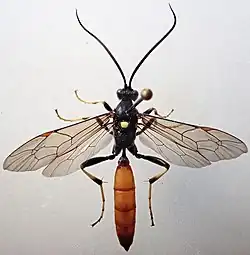 Diphyus gradatorius ♀