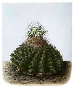 Discocactus heptacanthus subsp. magnimammus