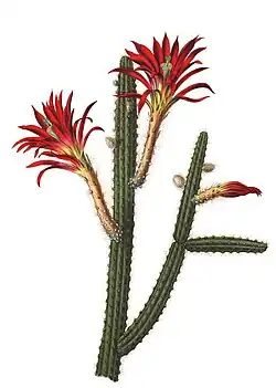 Disocactus martianus