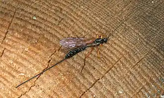 Riesenschlupfwespe (Dolichomitus imperator)