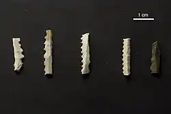 Die für den Fundort charakteristischen Mikrosägen sind nur wenige Millimeter lang