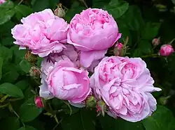 ‘Sidonie’, Vibert, 1845