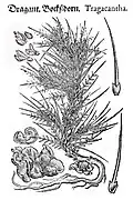 Abbildung von Dragant, Bocksdorn bei Joachim Camerarius dem Jüngeren 1586