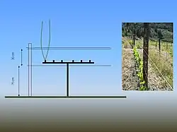 Schematische Darstellung des Stockaufbaues mit Kordon – drei Spanndrähte