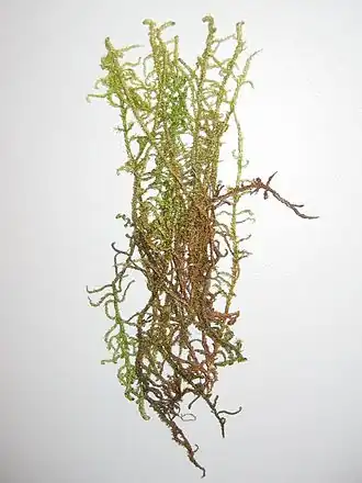 Firnisglänzendes Sichelmoos