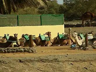 Das Dromedar wird auf den Kanaren fast nur noch zum Touristentransport genutzt.