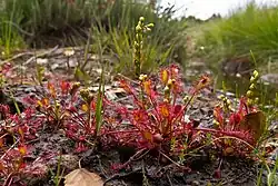 Sonnentau im Gildehauser Venn