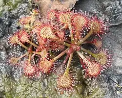 Drosera tokaiensis, Toyohashi, Aichi Präfektur, Japan.