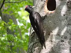 Schwarzspecht (Dryocopus martius)