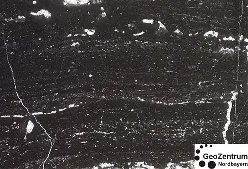 Ein Bindstone nach der modifizierten Dunham-Klassifikation. Gut sichtbar sind die inkrustierenden Schichten. Bildbreite 9 mm.