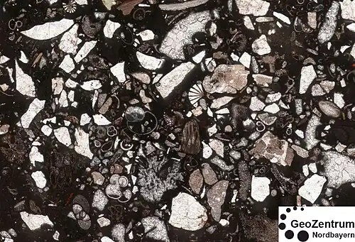 Ein Packstone, zu erkennen am komponentengestützten Gefüge. Bildbreite 7 mm.
