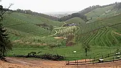 Weingärten und Obstplantagen gehen in der Ortenau am Rand des Schwarzwaldes ineinander über.