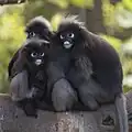 Südlicher Brillenlangur (Trachypithecus obscurus)