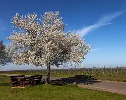 Baumblüte am Ortsrand