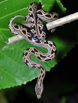 Panama-Zwergboa (Ungaliophis panamensis)