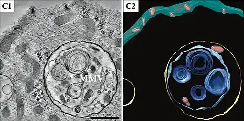 Virionen, die in Multimembranvesikel (MMVs) im Zytoplasma eingekapselt sind. Balken 500 nm.