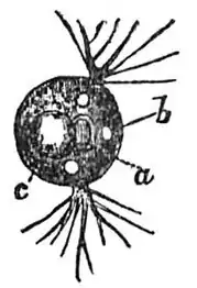 Diplophrys archeri (aus einem Moortümpel); a, Zellkern; b, kontraktile Vakuolen; c, Öltröpfchen. Illustration von 1911.