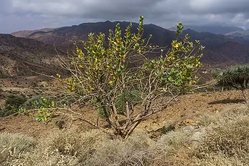 Habitus am Naturstandort: Afar-Region, Äthiopien