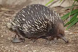 Kurzschnabel-Ameisenigel (Tachyglossus aculeatus)