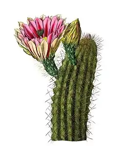 Echinocereus coccineus