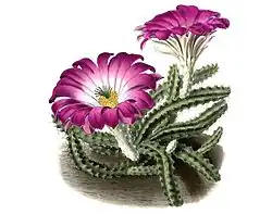 Echinocereus pentalophus