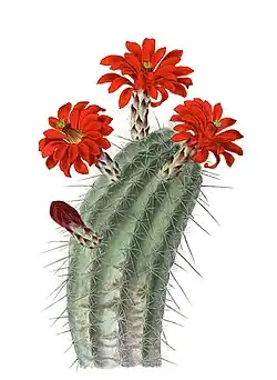 Echinocereus polyacanthus