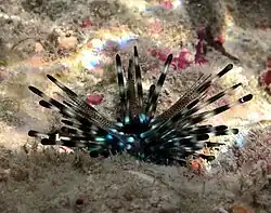 Ein junges Echinothrix-Exemplar von Réunion