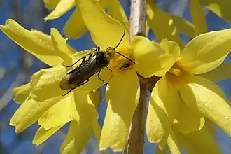 Echte Blattwespe an Hybride „Immengarten“