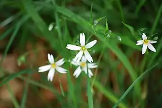 Echte Sternmiere im Naturschutzgebiet Arzberg