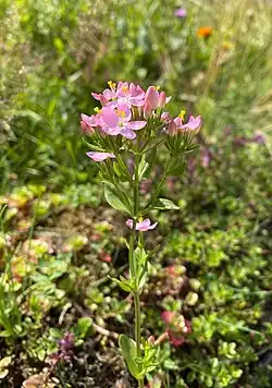 Echtes Tausendgüldenkraut (Centaurium erythraea)