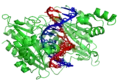 Das Restriktionsenzym EcoRV (grün) mit DNA.[26]