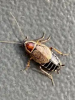Ein Weibchen der Dunklen Waldschabe
