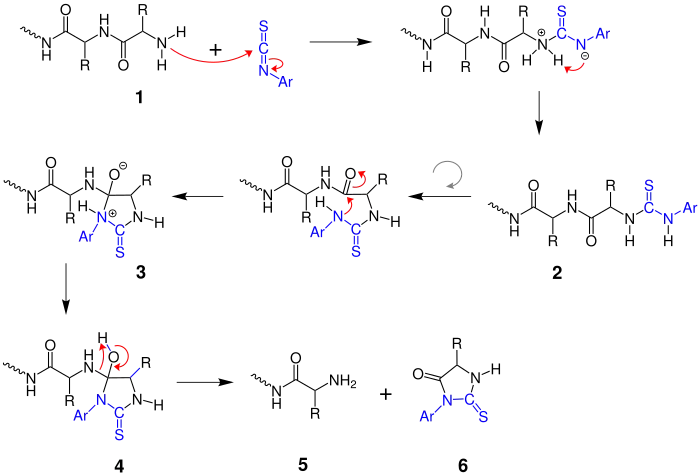 Edmann-Abbau (Mechanismus)