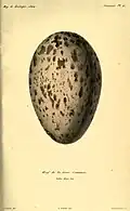 Ei vom Kranich (Grus grus) illustriert von Bevalet, Gravur von Christophe Annedouche und Druck von Narcisse Claude Julien Rémond