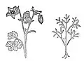 Abbildungsbeispiele. Links naturgetreu: Egilops hier mit Abbildung von Aquilegia vulgaris (Kap. 162). Rechts nicht naturgetreu: Cassia lignea (Kap. 126)