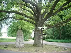 Eiche in Kaisermühl, gepflanzt am 2. Mai 1872