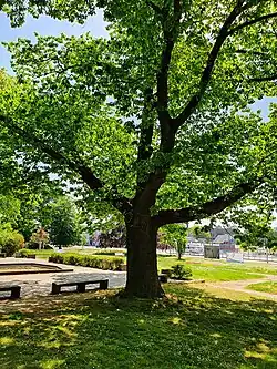 Eiche am Gefallenendenkmal