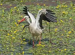 Ein Weißstorch fängt und frisst eine Ringelnatter