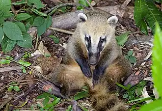 Ein südameri­ka­ni­scher Na­sen­bär im Na­tio­nal­park Iguaçu