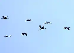 Abendlicher Einflug der Kraniche im Herbst