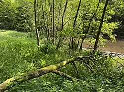 Einlauf Ispingrader Bach in die Wiebach-Vorsperre