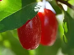 Indische Oliven (Soh-Shang) (gelb-orange ist Elaeagnus conferta, rot ist Elaeagnus latifolia und Elaeagnus triflora) (ähnliches Bild)